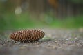 Beautiful pine cone in the forest in front of green blurred background Royalty Free Stock Photo