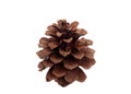 One pine cone isolated Royalty Free Stock Photo