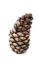 One pine cone Royalty Free Stock Photo