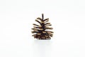 One pine cone isolated on a white background with a clipping path. Royalty Free Stock Photo