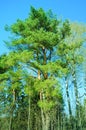 One pine tree and cloudless blue sky