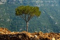 Pine tree on a hill top Royalty Free Stock Photo