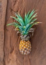 Pineapple ripe fruit on sand background
