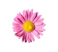 One pink aster callistephus with yellow center flower isolated o