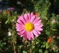 One pink aster callistephus with yellow center flower on a sunny