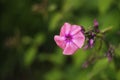 one pink bindweed flower on a background of blurred greenery Royalty Free Stock Photo