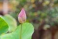 One pink bud lotus flower with nature background Royalty Free Stock Photo