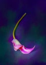 One pink Calla Lily on green and blue background with texture