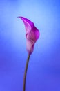 One pink Calla Lily on light blue background