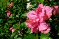 One pink double hibiscus flower in full bloom on a green background in the garden Royalty Free Stock Photo