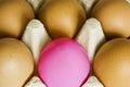 One pink egg and five brown eggs. Royalty Free Stock Photo
