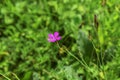 One pink field or meadow carnation flower with buds on stems, isolated on green blurred background. Wild flowering plant Dianthus Royalty Free Stock Photo