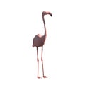 Pink flamingo closeup, stand on white background Royalty Free Stock Photo