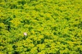 Calystegia hederacea and Sedum aizoon Royalty Free Stock Photo