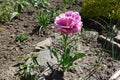 One pink flower of double fringed tulip