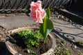 One pink flower of double fringed tulip in March