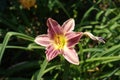 One pink flower of Hemerocallis fulva Royalty Free Stock Photo