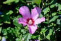 One pink flower of hibiscus syriacus plant, commonly known as Korean rose, rose of Sharon, Syrian ketmia, shrub althea or rose mal Royalty Free Stock Photo