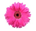 One pink flower isolated on white background Royalty Free Stock Photo
