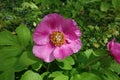 One pink flower of paeonia daurica