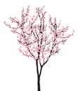 One pink full bloom sakura tree (Cherry blossom) on white background