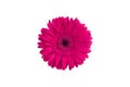 One pink gerbera flower on white background isolated close up, purple gerber flower, red daisy head top view,  floral pattern Royalty Free Stock Photo