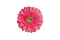 One pink gerbera flower on white background isolated close up, red gerber flower macro, rose-color daisy head top view Royalty Free Stock Photo