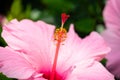 ONE PINK HIBISCUS FLOWER CLOSE UP SIDE VIEW Royalty Free Stock Photo