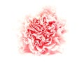 One pink isolated carnation on white background Royalty Free Stock Photo