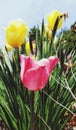 One pink Lilly lost in a field of yellow Lilly's and tall grass