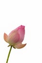 One pink lotus on a white background Royalty Free Stock Photo
