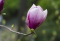 One magnolia flower on branch in the wild Royalty Free Stock Photo