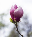 One magnolia flower on branch in the wild Royalty Free Stock Photo