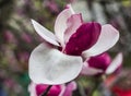 One magnolia flower on branch in the wild Royalty Free Stock Photo