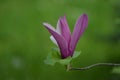 Flower of magnolia