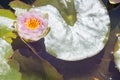 One Nymphaea `Mrs Richmond` Waterlily with Lily Pads