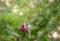 One pink ornament on a green tree