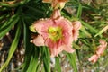 One pink and peach flower surround by green leaves Royalty Free Stock Photo