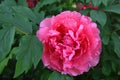 One pink peony flower with green leaves Royalty Free Stock Photo