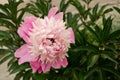 One pink peony in the garden Royalty Free Stock Photo