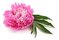 One pink peony Royalty Free Stock Photo