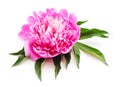 One pink peony Royalty Free Stock Photo
