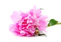 One pink peony Royalty Free Stock Photo