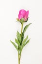 One Pink peony isolated on white background Royalty Free Stock Photo