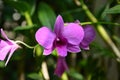 One pink phalaenopsis blossoms in the bush Royalty Free Stock Photo