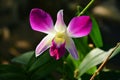 One pink phalaenopsis blossoms in sunny morning Royalty Free Stock Photo