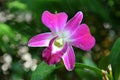 One pink phalaenopsis blossoms with white stamens Royalty Free Stock Photo