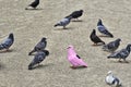 One pink pigeon make the difference Royalty Free Stock Photo