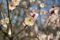 One pink plum blossoms with yellow stamens and buds Royalty Free Stock Photo