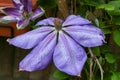 Clematis Dianas Delight Royalty Free Stock Photo